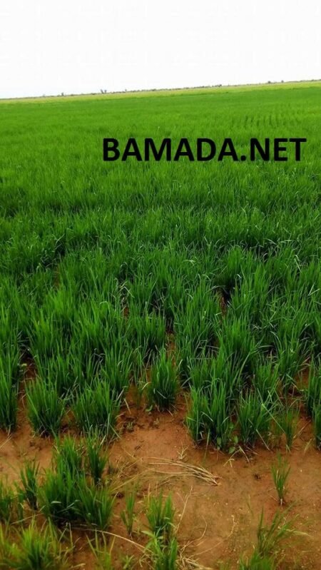 La campagne agricole prometteuse à Bankass